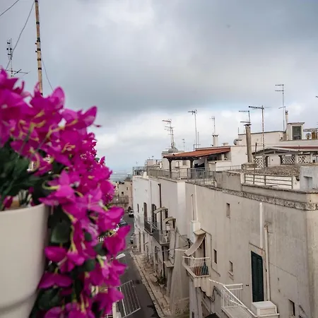 Nivera White Allure Maison